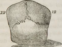 Picture 20 of 34 from Lectures on phrenology : including its application to the present and prospective condition of the United States (1839), leaf 192