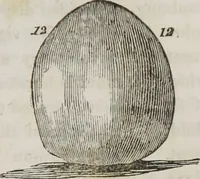 An illustration from Lectures on phrenology : including its application to the present and prospective condition of the United States (1839)