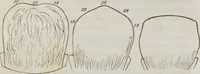 An illustration from Lectures on phrenology : including its application to the present and prospective condition of the United States (1839)