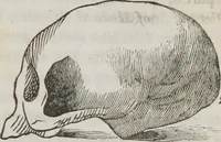 An illustration from Lectures on phrenology : including its application to the present and prospective condition of the United States (1839)