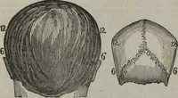 An illustration from Coombs's standard phrenology : exhibiting the exact phrenological admeasurements of above fifty distinguished and extraordinary personages, of both sexes : with skulls of the various nations of the world : embellished with above 50 engravings, and poetical descriptions of beauty, intellect, and physiognomy : with observations explanatory of the science, adapted to the character of [blank] (1841)