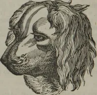 An illustration from Coombs's standard phrenology : exhibiting the exact phrenological admeasurements of above fifty distinguished and extraordinary personages, of both sexes : with skulls of the various nations of the world : embellished with above 50 engravings, and poetical descriptions of beauty, intellect, and physiognomy : with observations explanatory of the science, adapted to the character of [blank] (1841)