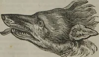 An illustration from Coombs's standard phrenology : exhibiting the exact phrenological admeasurements of above fifty distinguished and extraordinary personages, of both sexes : with skulls of the various nations of the world : embellished with above 50 engravings, and poetical descriptions of beauty, intellect, and physiognomy : with observations explanatory of the science, adapted to the character of [blank] (1841)