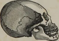An illustration from Coombs's standard phrenology : exhibiting the exact phrenological admeasurements of above fifty distinguished and extraordinary personages, of both sexes : with skulls of the various nations of the world : embellished with above 50 engravings, and poetical descriptions of beauty, intellect, and physiognomy : with observations explanatory of the science, adapted to the character of [blank] (1841)