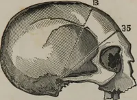 An illustration from Coombs's standard phrenology : exhibiting the exact phrenological admeasurements of above fifty distinguished and extraordinary personages, of both sexes : with skulls of the various nations of the world : embellished with above 50 engravings, and poetical descriptions of beauty, intellect, and physiognomy : with observations explanatory of the science, adapted to the character of [blank] (1841)