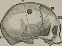 An illustration from Coombs's standard phrenology : exhibiting the exact phrenological admeasurements of above fifty distinguished and extraordinary personages, of both sexes : with skulls of the various nations of the world : embellished with above 50 engravings, and poetical descriptions of beauty, intellect, and physiognomy : with observations explanatory of the science, adapted to the character of [blank] (1841)