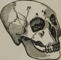 An illustration from Coombs's standard phrenology : exhibiting the exact phrenological admeasurements of above fifty distinguished and extraordinary personages, of both sexes : with skulls of the various nations of the world : embellished with above 50 engravings, and poetical descriptions of beauty, intellect, and physiognomy : with observations explanatory of the science, adapted to the character of [blank] (1841)