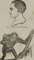 Picture 27 of 40 from Coombs's standard phrenology : exhibiting the exact phrenological admeasurements of above fifty distinguished and extraordinary personages, of both sexes : with skulls of the various nations of the world : embellished with above 50 engravings, and poetical descriptions of beauty, intellect, and physiognomy : with observations explanatory of the science, adapted to the character of [blank] (1841), leaf 64