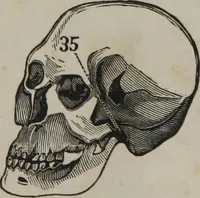 Picture 31 of 40 from Coombs's standard phrenology : exhibiting the exact phrenological admeasurements of above fifty distinguished and extraordinary personages, of both sexes : with skulls of the various nations of the world : embellished with above 50 engravings, and poetical descriptions of beauty, intellect, and physiognomy : with observations explanatory of the science, adapted to the character of [blank] (1841), leaf 76