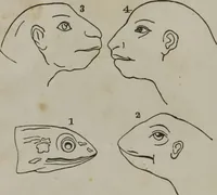 An illustration from Coombs's standard phrenology : exhibiting the exact phrenological admeasurements of above fifty distinguished and extraordinary personages, of both sexes : with skulls of the various nations of the world : embellished with above 50 engravings, and poetical descriptions of beauty, intellect, and physiognomy : with observations explanatory of the science, adapted to the character of [blank] (1841)