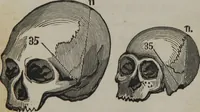 An illustration from Coombs's standard phrenology : exhibiting the exact phrenological admeasurements of above fifty distinguished and extraordinary personages, of both sexes : with skulls of the various nations of the world : embellished with above 50 engravings, and poetical descriptions of beauty, intellect, and physiognomy : with observations explanatory of the science, adapted to the character of [blank] (1841)