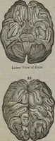 An illustration from Coombs's standard phrenology : exhibiting the exact phrenological admeasurements of above fifty distinguished and extraordinary personages, of both sexes : with skulls of the various nations of the world : embellished with above 50 engravings, and poetical descriptions of beauty, intellect, and physiognomy : with observations explanatory of the science, adapted to the character of [blank] (1841)