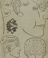 An illustration from Fowler's practical phrenology : giving a concise elementary view of phrenology : presenting some new and important remarks upon the temperaments : and describing the primary mental powers in seven different degrees of development : the mental phenomena produced by their combined action : and the location of the organs, amply illustrated by cuts : also the phrenological developments, together with the character and talents of ... as given by ... (1846)