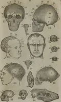 An illustration from Fowler's practical phrenology : giving a concise elementary view of phrenology : presenting some new and important remarks upon the temperaments : and describing the primary mental powers in seven different degrees of development : the mental phenomena produced by their combined action : and the location of the organs, amply illustrated by cuts : also the phrenological developments, together with the character and talents of ... as given by ... (1846)