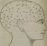 An illustration from Fowler's practical phrenology : giving a concise elementary view of phrenology : presenting some new and important remarks upon the temperaments : and describing the primary mental powers in seven different degrees of development : the mental phenomena produced by their combined action : and the location of the organs, amply illustrated by cuts : also the phrenological developments, together with the character and talents of ... as given by ... (1846)