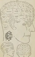 An illustration from Synopsis of phrenology and the phrenological developments : together with the character and talents of [blank] as given by [blank] : with reference to those pages of "Phrenology proved, illiustrated, and applied," in which will be found a full and correct delineation of the intellectual and moral character and manifestations of the above-named individual (1838)