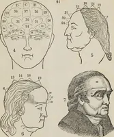 An illustration from Synopsis of phrenology and the phrenological developments : together with the character and talents of [blank] as given by [blank] : with reference to those pages of "Phrenology proved, illiustrated, and applied," in which will be found a full and correct delineation of the intellectual and moral character and manifestations of the above-named individual (1838)