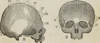 An illustration from Synopsis of phrenology and the phrenological developments : together with the character and talents of [blank] as given by [blank] : with reference to those pages of "Phrenology proved, illiustrated, and applied," in which will be found a full and correct delineation of the intellectual and moral character and manifestations of the above-named individual (1838)