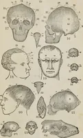 An illustration from Synopsis of phrenology and the phrenological developments : together with the character and talents of [blank] as given by [blank] : with reference to those pages of "Phrenology proved, illiustrated, and applied," in which will be found a full and correct delineation of the intellectual and moral character and manifestations of the above-named individual (1838)
