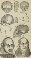An illustration from Synopsis of phrenology and the phrenological developments : together with the character and talents of [blank] as given by [blank] : with reference to those pages of "Phrenology proved, illiustrated, and applied," in which will be found a full and correct delineation of the intellectual and moral character and manifestations of the above-named individual (1838)