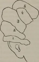 An illustration from Phreno-geology : the progressive creation of man : indicated by natural history, and confirmed by discoveries which connect the organization and functions of the brain with the successive geological periods (1851)
