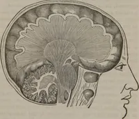 An illustration from Phreno-geology : the progressive creation of man : indicated by natural history, and confirmed by discoveries which connect the organization and functions of the brain with the successive geological periods (1851)