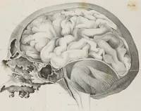 An illustration from An examination of phrenology : in two lectures : delivered to the students of the Columbian College, District of Columbia, February, 1837 (1839)