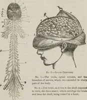 An illustration from Lectures on mental science according to the philosophy of phrenology : delivered before the Anthropological Society of the Western Liberal Institute of Marietta, Ohio, in the autumn of 1851 (1854)