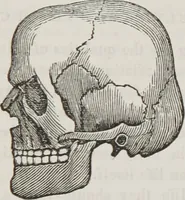An illustration from Marriage, its history and ceremonies : with a phrenological and physiological exposition of the functions and qualifications for happy marriages (1848)