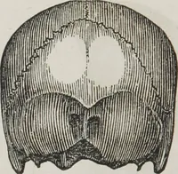 An illustration from Marriage, its history and ceremonies : with a phrenological and physiological exposition of the functions and qualifications for happy marriages (1848)