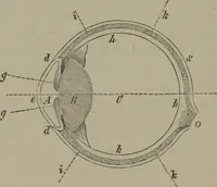 Picture 95 of 164 from Elements of natural philosophy (Volume 2-3) (1850), leaf 241