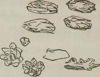 An illustration from Illustrations of disease with the microscope. clinical investigations, aided by the microscope, and by chemical reagents, with microscopical observations of pathological specimens, medical and surgical, obtained in Charleston, S.C. : a contribution intended to disclose the minute history of the diseases prevailing in this latitude, and to assist future students (1861)