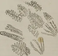 An illustration from Illustrations of disease with the microscope. clinical investigations, aided by the microscope, and by chemical reagents, with microscopical observations of pathological specimens, medical and surgical, obtained in Charleston, S.C. : a contribution intended to disclose the minute history of the diseases prevailing in this latitude, and to assist future students (1861)
