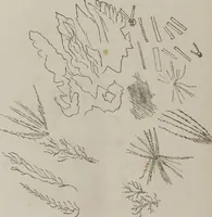 An illustration from Illustrations of disease with the microscope. clinical investigations, aided by the microscope, and by chemical reagents, with microscopical observations of pathological specimens, medical and surgical, obtained in Charleston, S.C. : a contribution intended to disclose the minute history of the diseases prevailing in this latitude, and to assist future students (1861)