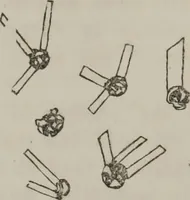 An illustration from Illustrations of disease with the microscope. clinical investigations, aided by the microscope, and by chemical reagents, with microscopical observations of pathological specimens, medical and surgical, obtained in Charleston, S.C. : a contribution intended to disclose the minute history of the diseases prevailing in this latitude, and to assist future students (1861)