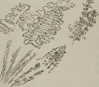 An illustration from Illustrations of disease with the microscope. clinical investigations, aided by the microscope, and by chemical reagents, with microscopical observations of pathological specimens, medical and surgical, obtained in Charleston, S.C. : a contribution intended to disclose the minute history of the diseases prevailing in this latitude, and to assist future students (1861)