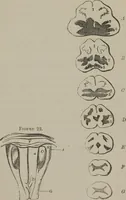 An illustration from The mysteries of human nature explained by a new system of nervous physiology : to which is added, a review of the errors of spiritualism, and instructions for developing or resisting the influence by which subjects and mediums are made (1857)