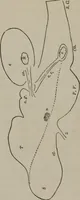 An illustration from The mysteries of human nature explained by a new system of nervous physiology : to which is added, a review of the errors of spiritualism, and instructions for developing or resisting the influence by which subjects and mediums are made (1857)