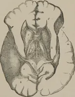 An illustration from The mysteries of human nature explained by a new system of nervous physiology : to which is added, a review of the errors of spiritualism, and instructions for developing or resisting the influence by which subjects and mediums are made (1857)