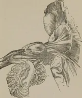 Picture 22 of 65 from The mysteries of human nature explained by a new system of nervous physiology : to which is added, a review of the errors of spiritualism, and instructions for developing or resisting the influence by which subjects and mediums are made (1857), leaf 112