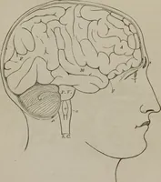 An illustration from The mysteries of human nature explained by a new system of nervous physiology : to which is added, a review of the errors of spiritualism, and instructions for developing or resisting the influence by which subjects and mediums are made (1857)