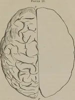 An illustration from The mysteries of human nature explained by a new system of nervous physiology : to which is added, a review of the errors of spiritualism, and instructions for developing or resisting the influence by which subjects and mediums are made (1857)