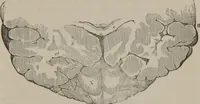 An illustration from The mysteries of human nature explained by a new system of nervous physiology : to which is added, a review of the errors of spiritualism, and instructions for developing or resisting the influence by which subjects and mediums are made (1857)