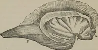 Picture 27 of 65 from The mysteries of human nature explained by a new system of nervous physiology : to which is added, a review of the errors of spiritualism, and instructions for developing or resisting the influence by which subjects and mediums are made (1857), leaf 121