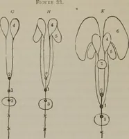 Picture 28 of 65 from The mysteries of human nature explained by a new system of nervous physiology : to which is added, a review of the errors of spiritualism, and instructions for developing or resisting the influence by which subjects and mediums are made (1857), leaf 129