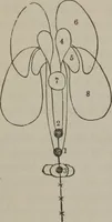 An illustration from The mysteries of human nature explained by a new system of nervous physiology : to which is added, a review of the errors of spiritualism, and instructions for developing or resisting the influence by which subjects and mediums are made (1857)