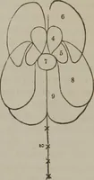 Picture 30 of 65 from The mysteries of human nature explained by a new system of nervous physiology : to which is added, a review of the errors of spiritualism, and instructions for developing or resisting the influence by which subjects and mediums are made (1857), leaf 131