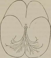 An illustration from The mysteries of human nature explained by a new system of nervous physiology : to which is added, a review of the errors of spiritualism, and instructions for developing or resisting the influence by which subjects and mediums are made (1857)