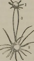Picture 32 of 65 from The mysteries of human nature explained by a new system of nervous physiology : to which is added, a review of the errors of spiritualism, and instructions for developing or resisting the influence by which subjects and mediums are made (1857), leaf 135