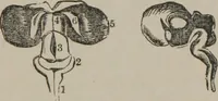 Picture 33 of 65 from The mysteries of human nature explained by a new system of nervous physiology : to which is added, a review of the errors of spiritualism, and instructions for developing or resisting the influence by which subjects and mediums are made (1857), leaf 138